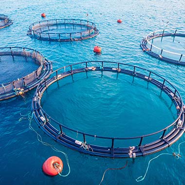 Аквакултурата, отглеждането на морски дарове, произвежда амоняк в естествените отпадъчни води. Мрежовите ограждения, които задържат рибите, изобразени тук, също могат да бъдат вредни.